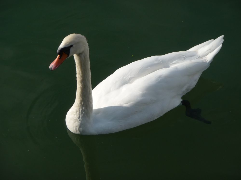 Schwan, Karlsruhe, 23.10.2016