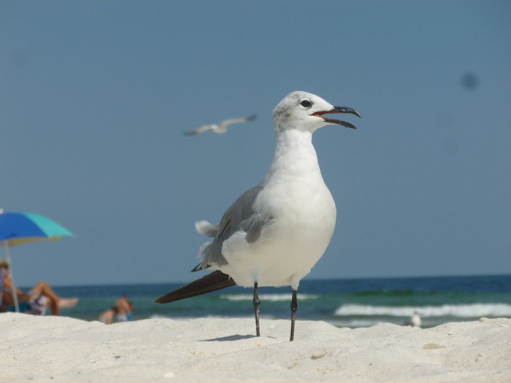 Möve, Pensacola Beach, 27. August 2013