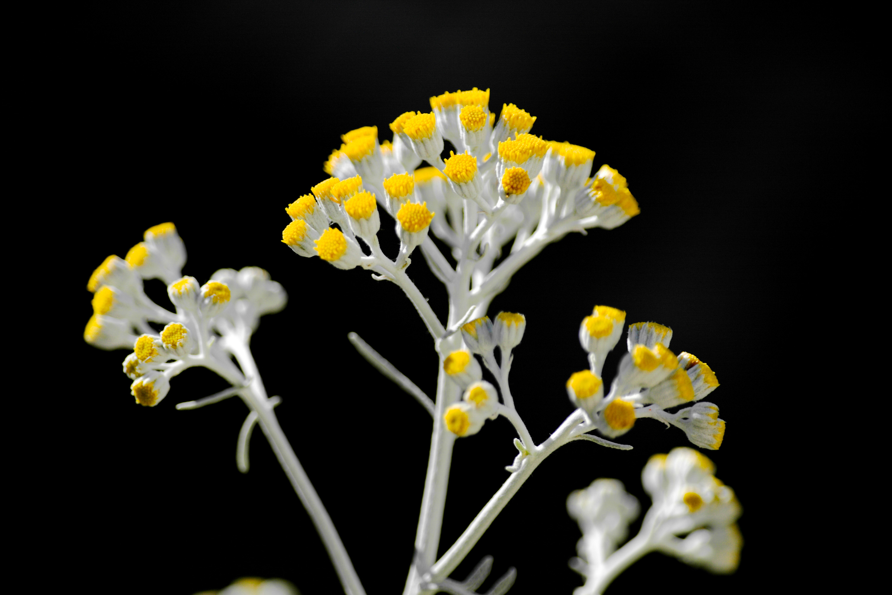 CONTAX DSLR N DIGITAL und das NSystem H. Lutz DigitalkameraMuseum